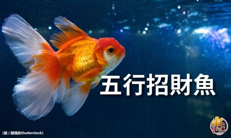 招財小型魚|【招財小型魚】招財魚不藏私！千元內必收招財小型魚 TOP 3 –